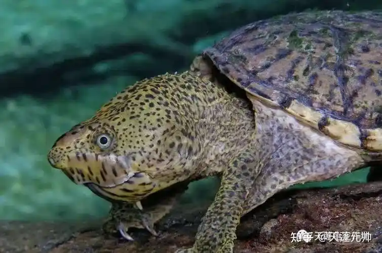 巨头麝香龟小型深水蛋龟品种