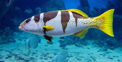 人赞同了该文章在海洋中有这么一类鱼被统称为石斑鱼,已有记录的近100