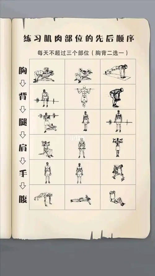 肌肉训练顺序可以参考