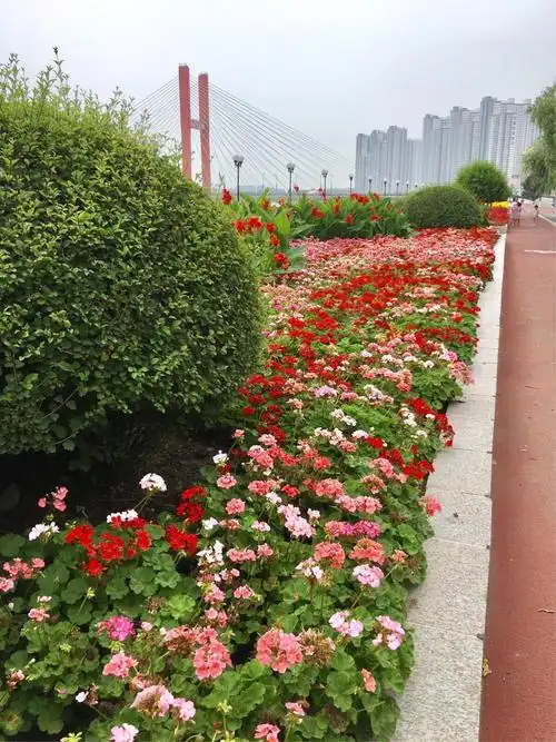 故乡吉林市松花江畔绿化带成了花的海洋